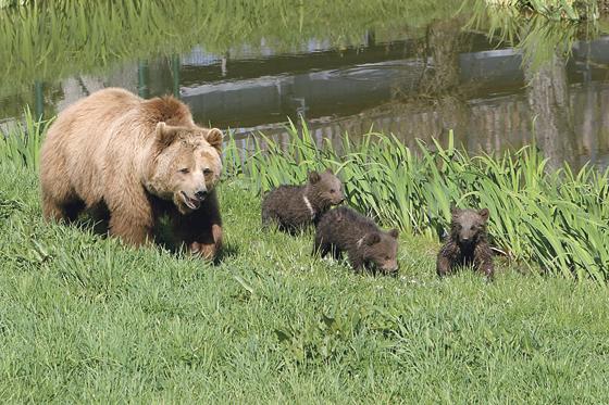 Sie erobern 2007 die Poinger Herzen im Sturm: die »Teddybären« Maja, Mette und Molly mit ihrer Mama Mia. Im wunderschönen Freigehege im Wildpark fühlen sie sich von Anfang an wohl. Foto: Gemeinde Poing