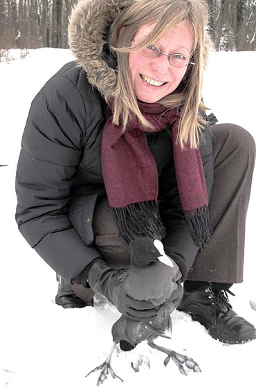 LBV-Mitarbeiterin Sylvia Weber beim Auswildern des Blässhuhns an der Isar. Foto: Vinzenz Eichinger