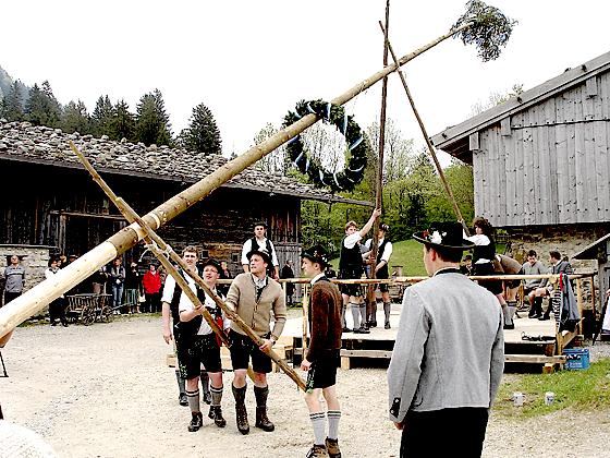 Der Agathatrieder Burschenverein beim traditionellen Maibaumaufstellen mit den sogenannten Schwalben im Markus Wasmeier Freilichtmuseum.