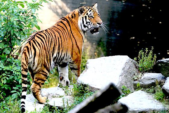 Der imposante Tigerkater Jegor kam aus dem Kölner Zoo nach München.	Foto: Tierpark