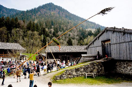 Am 1. Mai wird auch im altbayerischen Dorf am Schliersee der Maibaum aufgestellt, mit Maibock und bayerischer Blasmusi. 	Foto: Dieter Schnöpf
