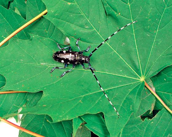 Bis zu vier Zentimeter wird der Käfer lang  gemessen ohne Fühler! Die Larven bedrohen einzelne Bäume in ihrem Bestand.	Foto: LfL
