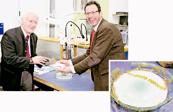 Aschheims damaliger Bürgermeister Helmut J. Englmann (oben links) und  Sebastian Sommer vom Bayerischen Landesamt für Denkmalpflege freuten sich über Funde aus der Römerzeit, darunter ein hochwertiger Glasteller. Fotos: bs