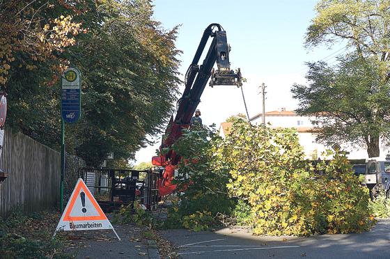 Gegen das rigoros Fällung aller Bäumen im Umkreis von befallenen Exemplaren richtet sich die neu gegründete Bürgerinitiative in Neubiberg.	Foto: Boschert