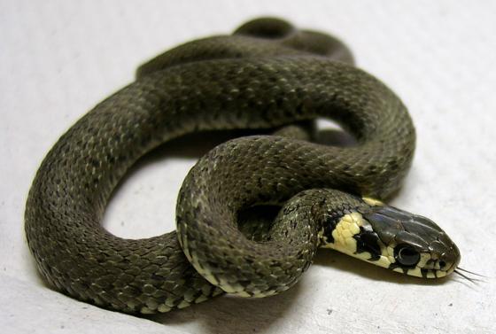 Schlangen sind nur selten gefährlich. Diese Ringelnatter ist völlig harmlos.	Foto: PM