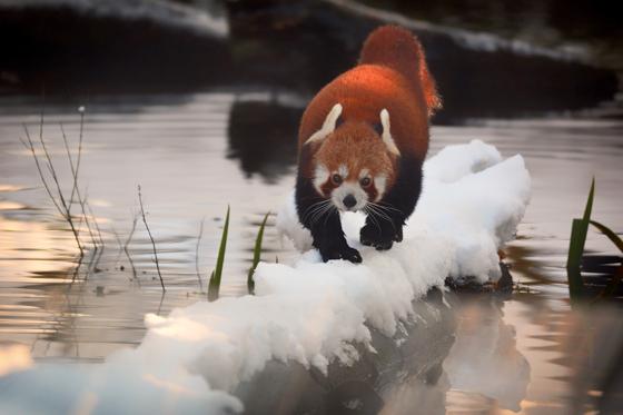 Ein kleiner Panda bei einer »Sporteinheit« im winterlichen Zoo. 	Foto: Hellabrunn / Bihler Photography