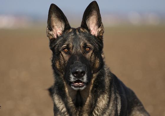 Polizeispürhund »Jupp« musste nach dem Fund sicherlich erstmal an die frische Luft.	F: Bundespolizei
