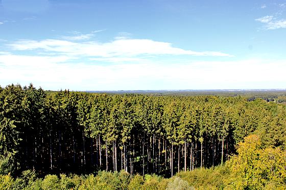 Die Schutzgemeinschaft Ebersberger Forst kritisiert die Ortsumfahrungspläne, welche durch Waldrandgebiete führen sollen.	Foto: sd