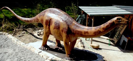 Mit seinen stattlichen elf Metern Länge gehört dieser Apatosaurier dennoch zu den kleineren unter seinen Artgenossen.