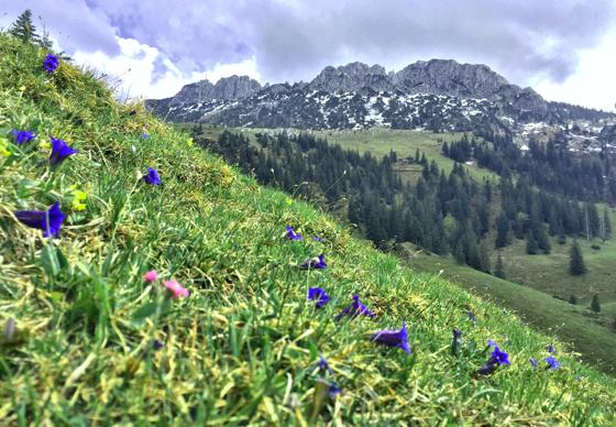 Einzigartige Blumenarten lassen sich derzeit auf den Bergwiesen bestaunen.	Foto: H. Reiter