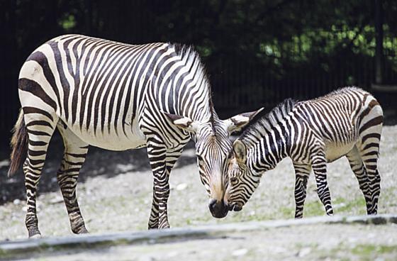 Im Tierpark Hellabrunn gibt es auch bei den Zebras Nachwuchs zu bewundern. 	Foto: Tierpark Hellabrunn