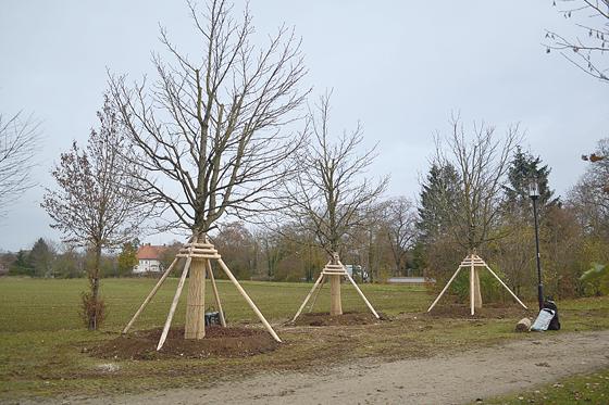 Die Kastanien sind vom Haarer Dreieck zum Grünzug bei Eglfing umgezogen.	Foto: Gemeinde Haar