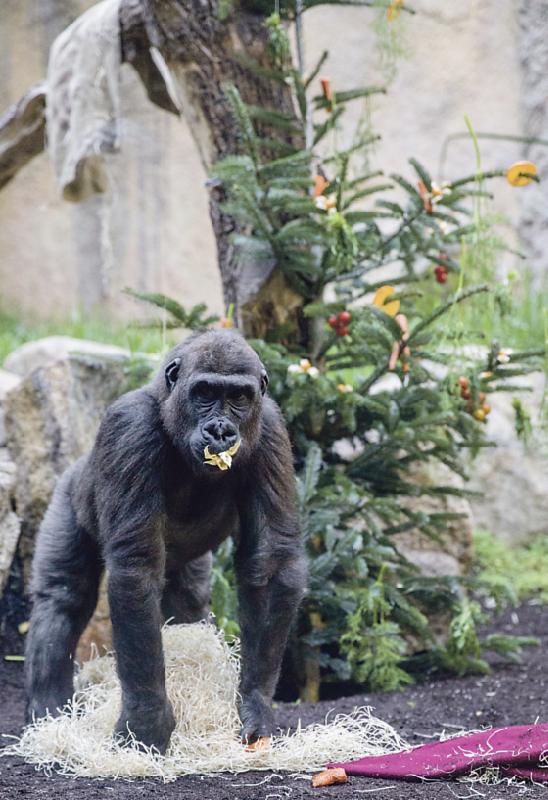 Die jungen Gorilla finden ihren mit Obst behängten Weihnachtsbaum einfach klasse.	Foto: VA