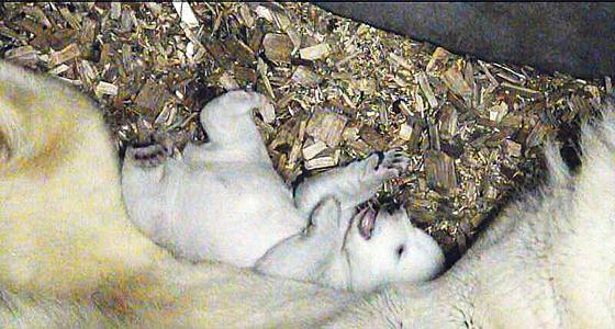 Giovanna und ihr Eisbären-Baby werden voraussichtlich Ende Februar zum ersten Mal auf der Außenanlage zu sehen sein.							Foto: Tierpark Hellabrunn