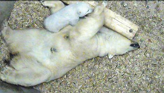 Am 21. November hat Eisbärin Giovanna ein gesundes Jungtier zur Welt gebracht. Am 1. Februar, nach 72 Lebenstagen, brachte das Jungtier bereits stolze 8,4 Kilogramm auf die Waage. 	Foto: Tierpark Hellabrunn