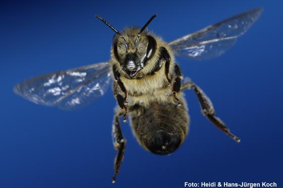 Herausragende Fotografien, wie hier der Blaubiene, in der Ausstellung über Bienen. 	Foto: DJFM
