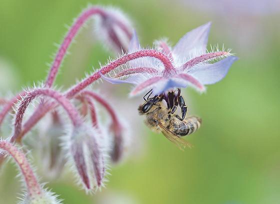 Die Stiftung Mensch und Umwelt ruft zu einem bayernweiten Pflanzwettbewerb für Bienen auf. 	Foto: VA