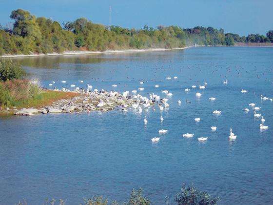 Der Ismaninger Speichersee (im Bild das Ostbecken) gilt als einer der wichtigsten Rastplätze für Wasservögel in Zentraleuropa. 	Foto: Karin Haas