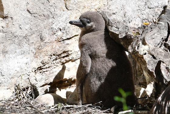 Die Hellabrunner Humboldtpinguine haben flauschigen Nachwuchs bekommen. 	Foto: Jerg Koch - Tierpark Hellabrunn