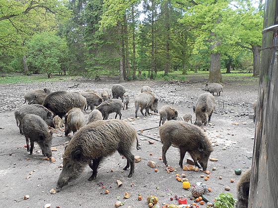 Im Walderlebniszentrum im Grünwald gibt es viel zu entdecken. Um 16 Uhr werden die Wildschweine gefüttert.	Foto: VA