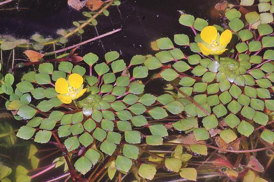 Die tropische Ludwigia sedioides kann schwimmen und erobert sich so ihren Lebensraum.	Foto: G. Gerlach, Bot. Gart.