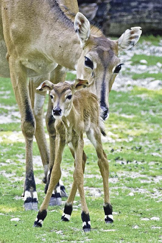 Noch etwas wackelig stehen die Nilgauantilopen-Zwillinge auf ihren Beinen. 	F: Tierpark Hellabrunn / Michael Matziol
