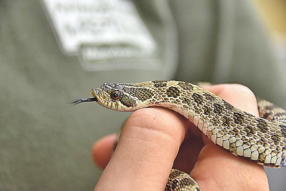 Die Reptilienauffangstation hat sich der kleinen Schlange angenommen.                          Foto: Auffangstation für Reptilien