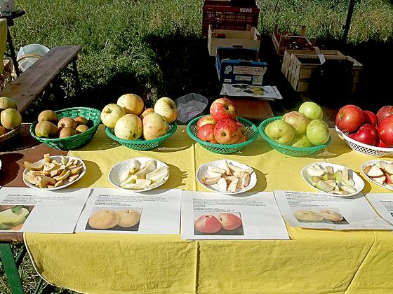 Beim Apfelfest können verschiedene Apfelsorten probiert werden.	Foto: privat