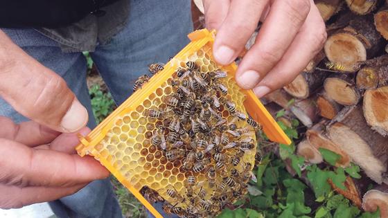 Imker Hannes Fagner konnte mit seinen drei Bienenvölkern im Krautgarten 30 Kilo Honig ernten.	Foto: Grüne  Uhg