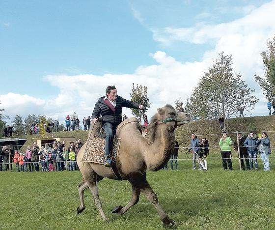 Das Kamelrennen am Kirta-Samstag war nur eines der vielen Höhepunkte am Wochenende.	Fotos: Stefan Dohl