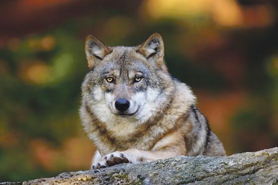 Ist ein friedliches Miteinander von Wolf und Mensch auch in Bayern möglich?	Foto: Marcus Bosch