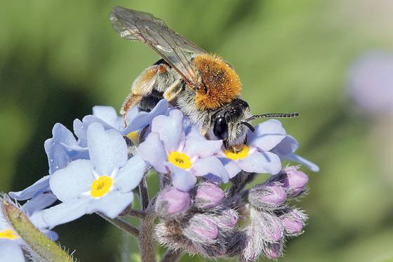 Wildbienen brauchen neben Blütenpollen, Nektar und Wasser auch Nistmaterialien.	Foto: Hans-Jürgen Sessner