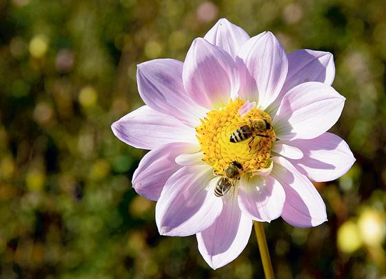 Bienen und anderen Insekten will die Gemeinde Kirchheim mehr Lebenraum bieten.	Foto: CC0