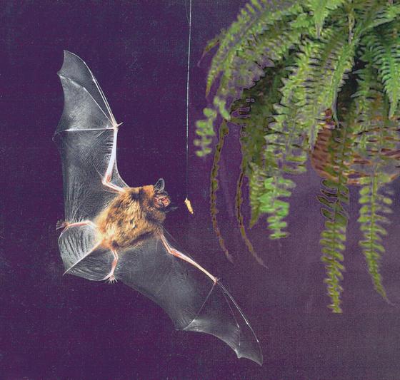 Wie leben Fledermäuse? Bei Hallbergmoos und Neufahrn kann man sie entdecken.	F.:  Wikimedia Commons, CC BY 2.5