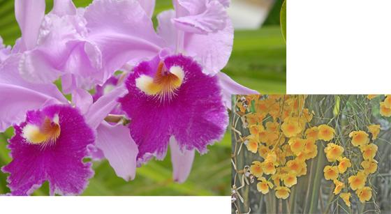 Foto klein: Dendrobium lindleyi hat ihr natürliches Verbreitungsgebiet im östlichen Himalaya bis ins südliche China. Die Art wird im Orchideenrevier des Botanischen Gartens kultiviert. F.: Ehrentraud Bayer, Botanischer Garten München-Nymphenburg