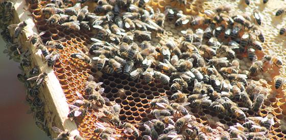Bienen auf der Wabe.	 Fotos: Sebastian Schlagenhaufer
