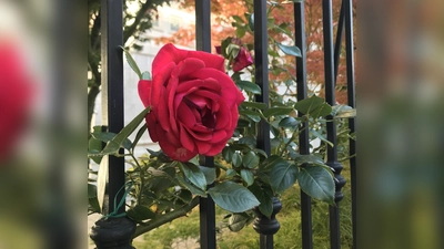 Das Flower Power Festival nähert sich dem Thema Natur und Blumen mal künstlerisch, mal wissenschaftlich. (Foto: ghw)