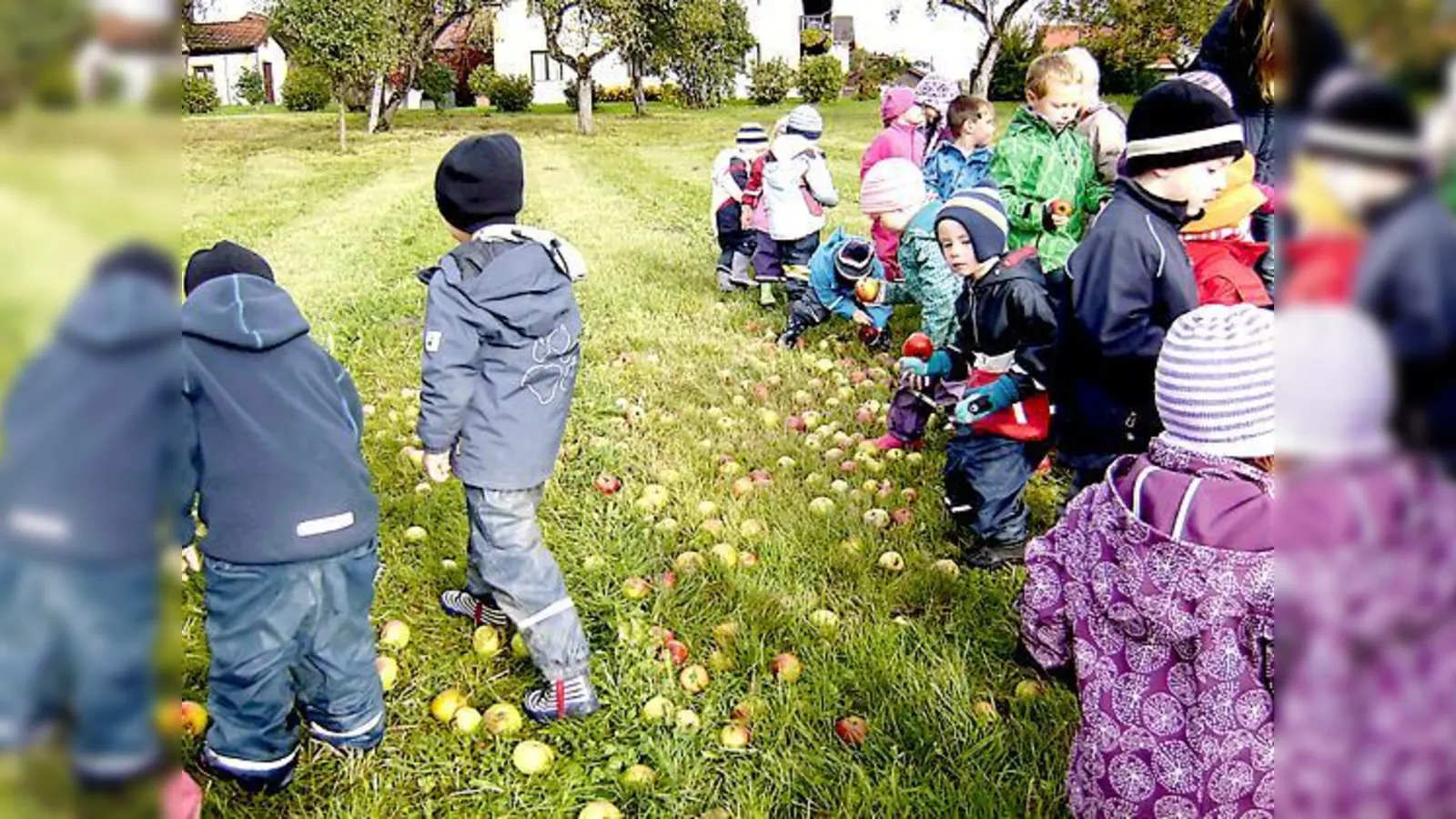 Die Kinder des Kindergartens »Am Kraxelbaum« sammelten Äpfel.	 (Foto: BRK)