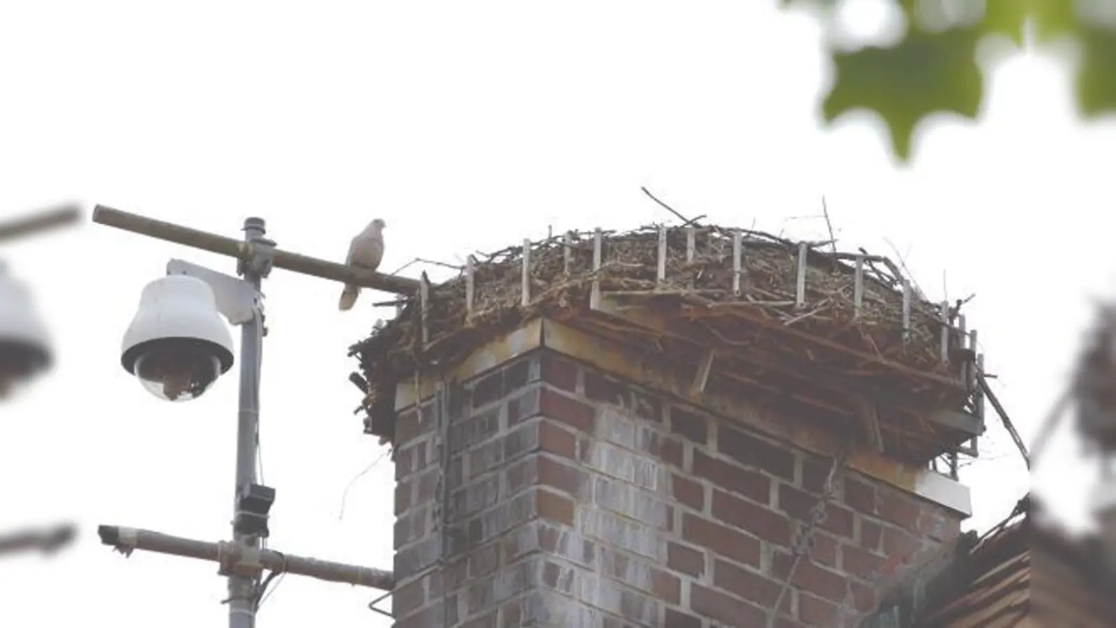 Verwaister Storchenhorst: In diesem Jahr sind nur noch Tauben statt  Störche in Markt Schwaben zu sehen.	 (Foto: LBV Ebersberg)