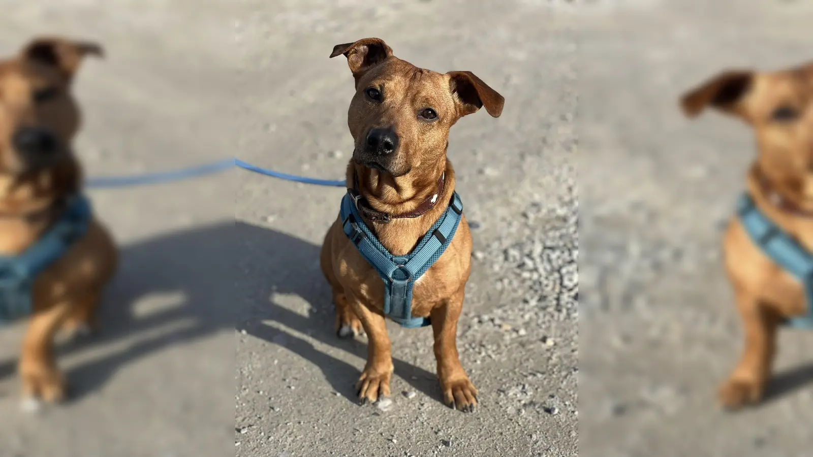 Draußen ist Eddy stets neugierig und aufgeschlossen. (Foto: Tierheim Riem)