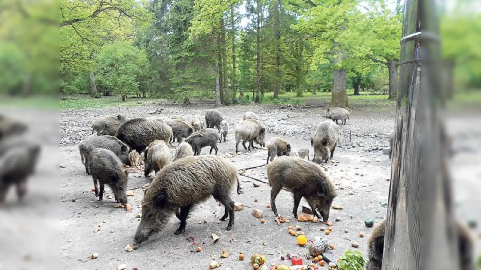 Eine der Hauptattraktionen für viele Besucher des Walderlebniszentrums Grünwald ist die Wildschweinfütterung, die an der Sauschütt täglich um 16 Uhr stattfindet.	 (Foto: VA)