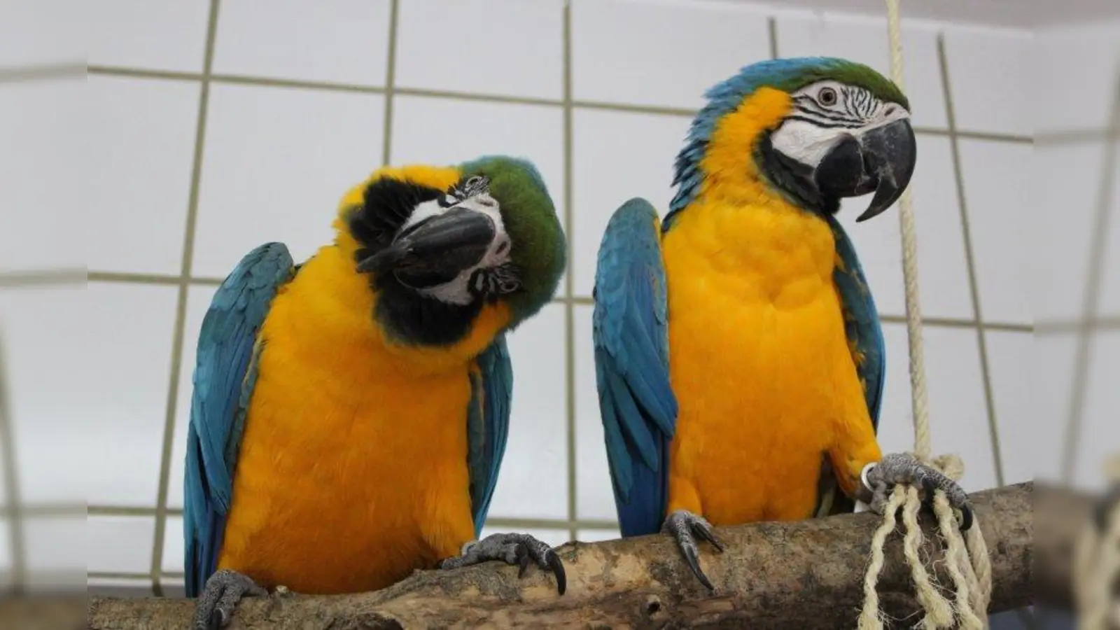 Für Ernst und Easy sucht das Münchner Tierheim ein Zuhause mit Außenvoliere und Schutzraum. (Foto: Tierheim München)