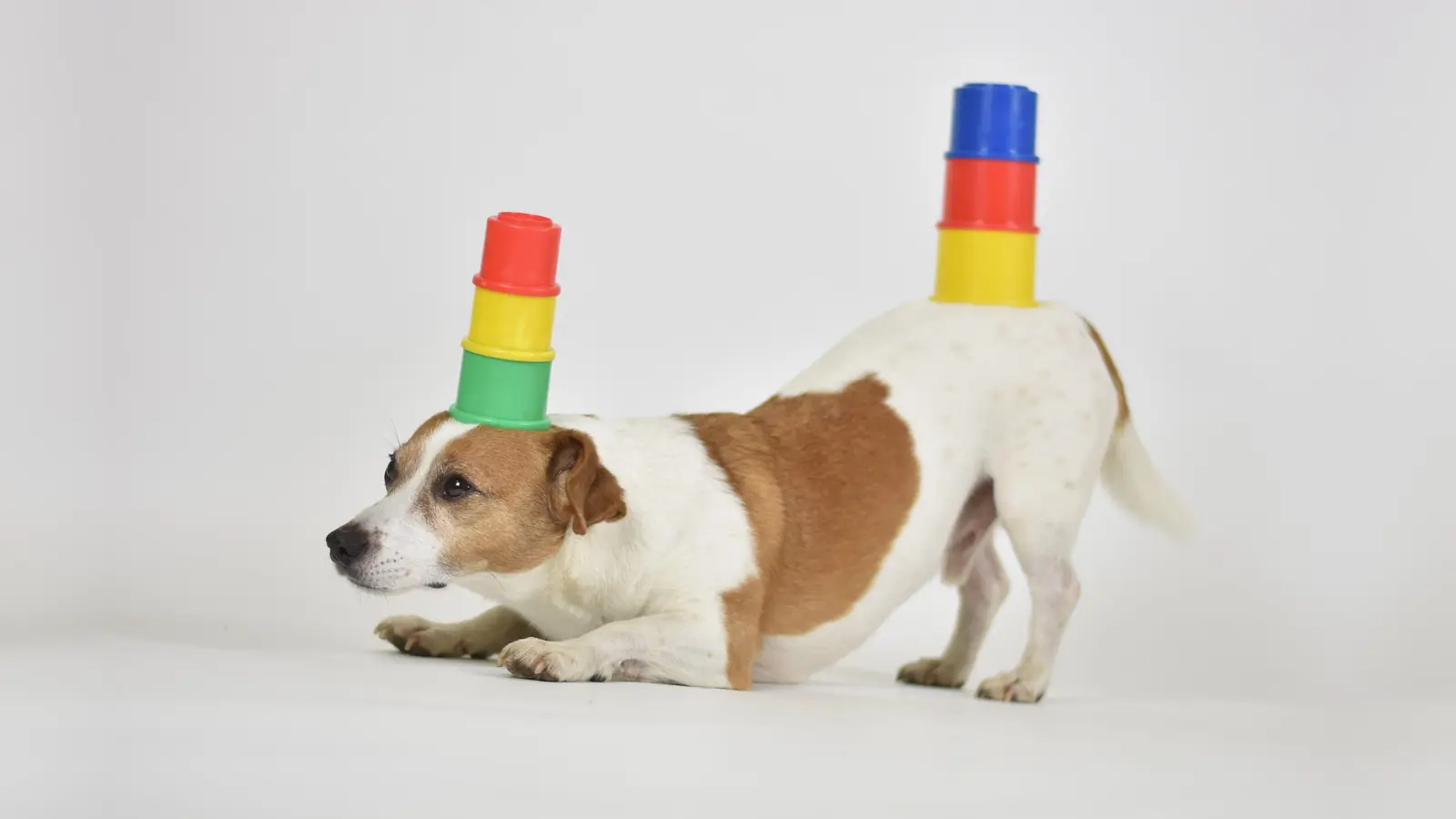 Erstmals in Erding findet der neue Mitmachwettbewerb "DogRecord" statt. Jeder Hund mit besonderem Talent kann daran teilnehmen. (Foto: Rüdiger Kramer)