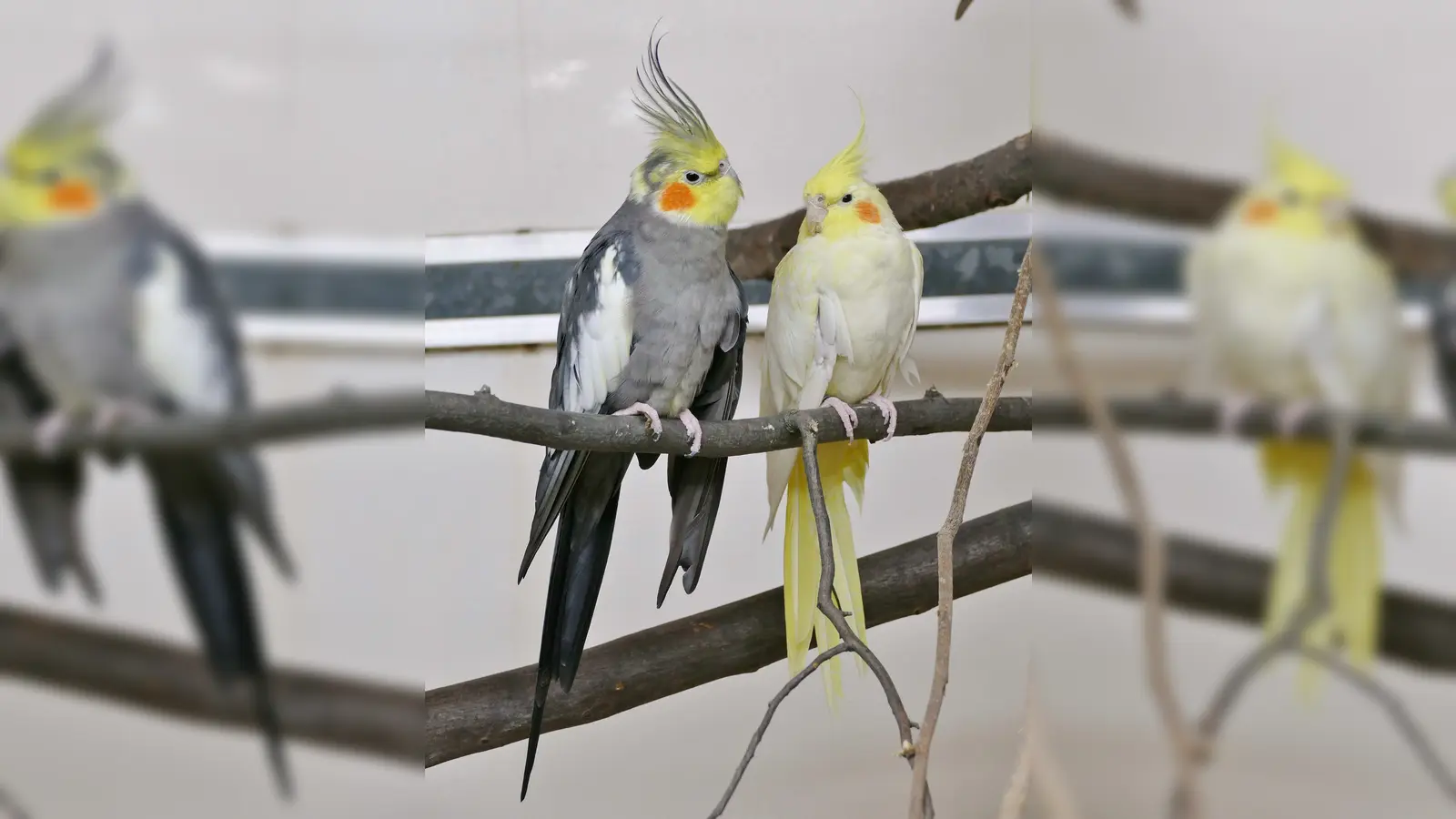 Amarilla und Kewin suchen ein ruhiges, dauerhaftes Zuhause. (Foto: Tierheim Riem)