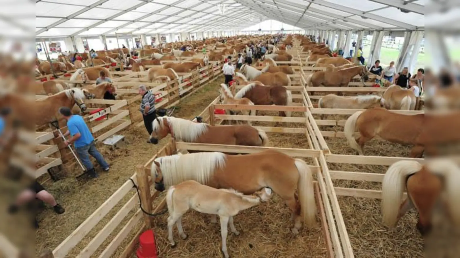 Haflinger Weltausstellung lockt Ende Mai nach Tirol. Die größte Pferderasseschau der Welt - die Haflinger Weltausstellung findet am Fohlenhof Ebbs statt. (Foto: Christian Kapfinger)