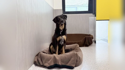 Der Sennenmischlingshund Peterchen wiegt 29,5 kg bei einer Schulterhöhe von 68 cm. (Foto: Tierheim Riem)