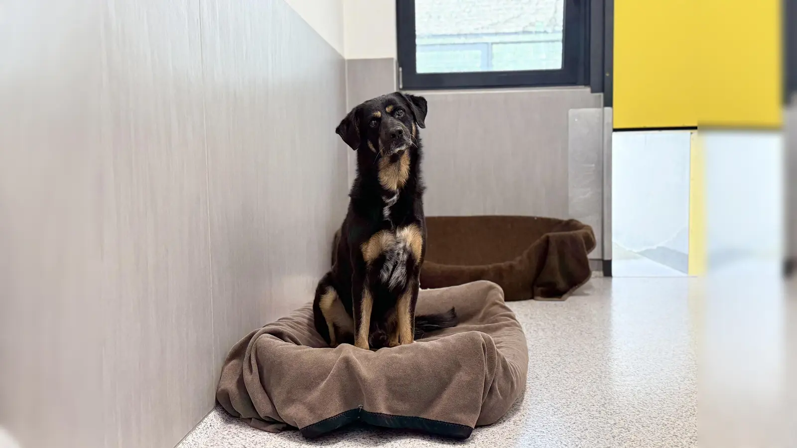 Der Sennenmischlingshund Peterchen wiegt 29,5 kg bei einer Schulterhöhe von 68 cm. (Foto: Tierheim Riem)