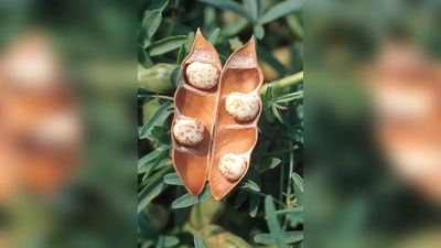 Hülse der Schmalblättrigen Lupine (Foto: BLE Bonn/Thomas Stephan)