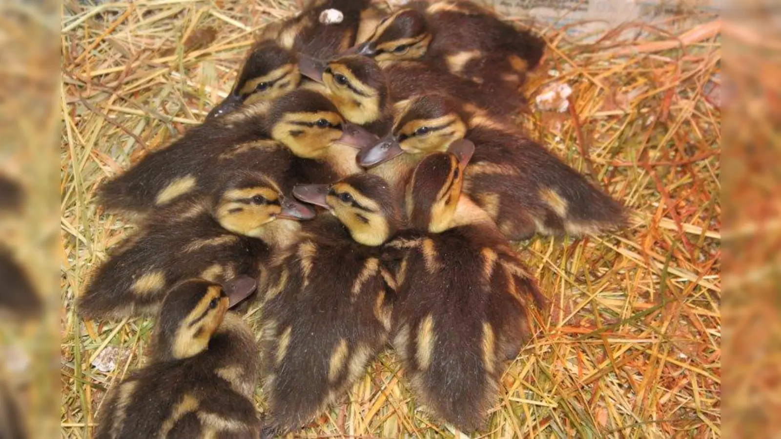 Mit offenen Augen kommen Entenküken zur Welt, sind mit einem kompletten Daunenkleid ausgestattet und laufen schon am ersten Tag aktiv den Eltern hinterher. (Foto: Tierschutzverein München)