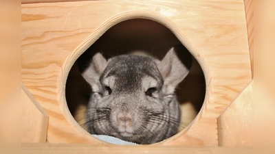 Chinchilla Louise wartet mit vielen anderen im Tierheim München auf ein endgültiges Zuhause. (Foto: Tierschutzverein München e.V.)